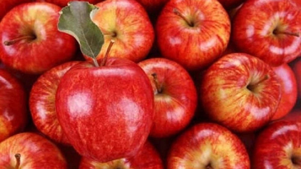 صادرات میوه گلخانه محمودی