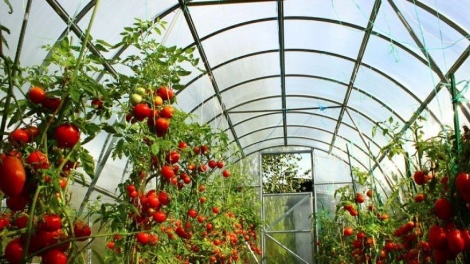 صادرات میوه گلخانه محمودی