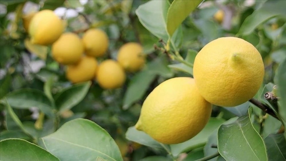 صادرات سیب گوجه و لیمو ترش در اصفهان